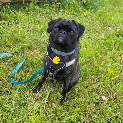 Hundetreffen-Training und Spielpartner gesucht-Bild