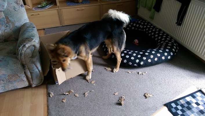 Zeig mir, dass du mit einem hund zusammenlebst....-Beitrag-Bild