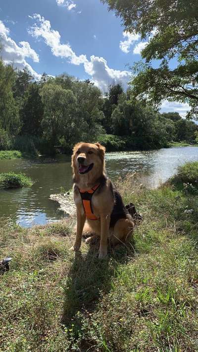 Flat Coated Retriever-Beitrag-Bild