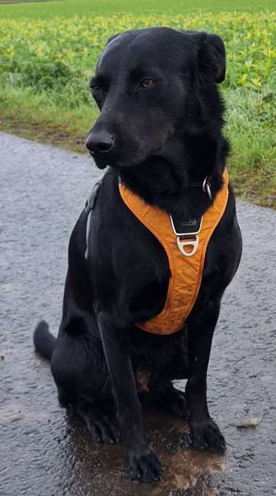 Wie heißt dein Hund?-Beitrag-Bild