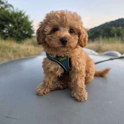 Hundetreffen-Welpentreffen mit Ares dem Zwergpudel-Bild