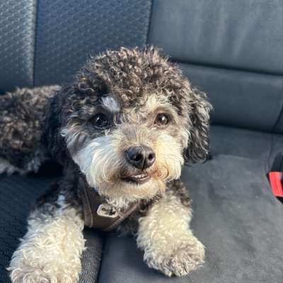 Hundetreffen-Spielpartner für Susi-Bild