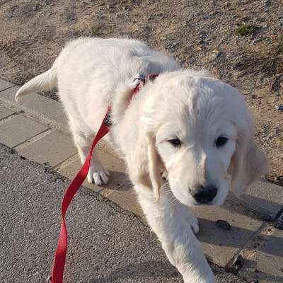 Hundetreffen-Welpentreffen