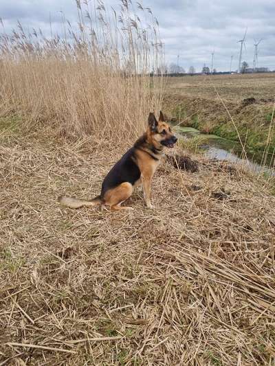 Schäferhund-Beitrag-Bild