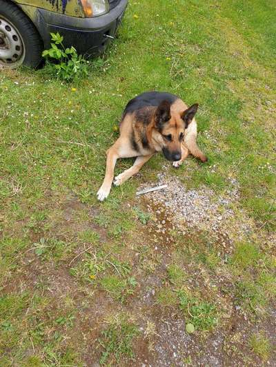 Wie heißt dein Hund?-Beitrag-Bild