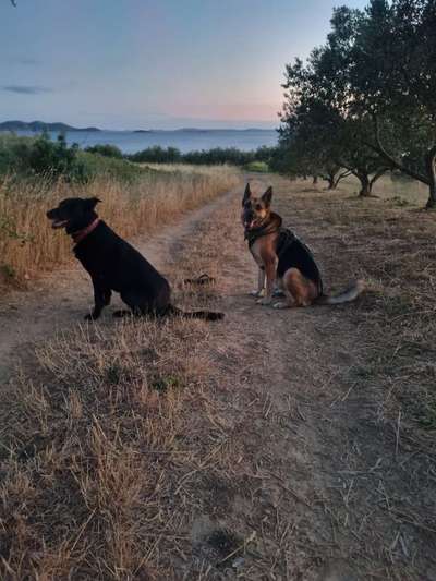 Wie heißt dein Hund?-Beitrag-Bild