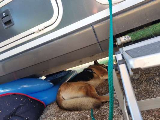 Dogorama Photo Challenge - Schattiges Plätzchen-Beitrag-Bild