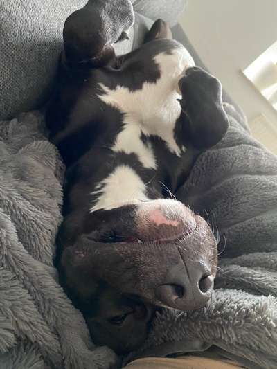 Freunde von 'Kampfhunden'-Beitrag-Bild