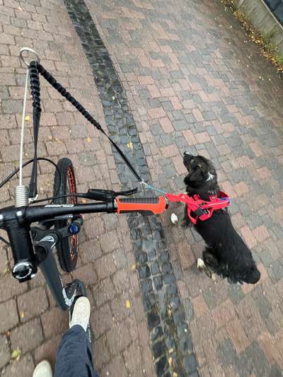 Hundetreffen-Canicross/scootertreffen-Bild