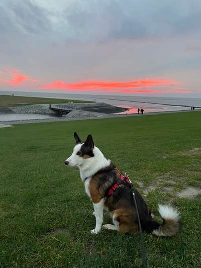 Hundetreffen-Neue Spielkameraden gesucht-Bild