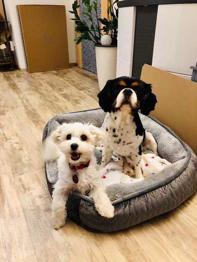 Bester Freund, Hundekumpel - zeigt her!-Beitrag-Bild