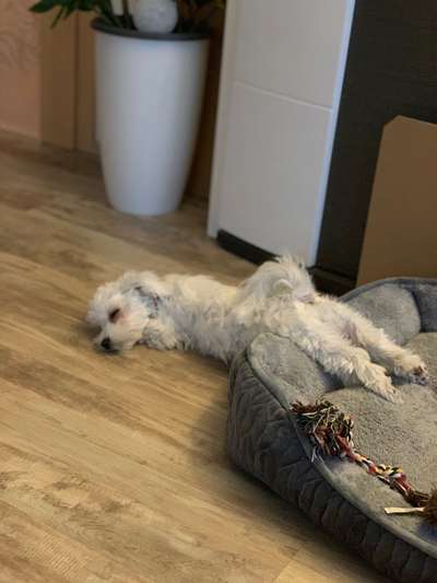 Welpen Bilder !-Beitrag-Bild