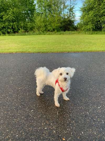 Die Dogorama Kalender Challenge 4/4-Beitrag-Bild