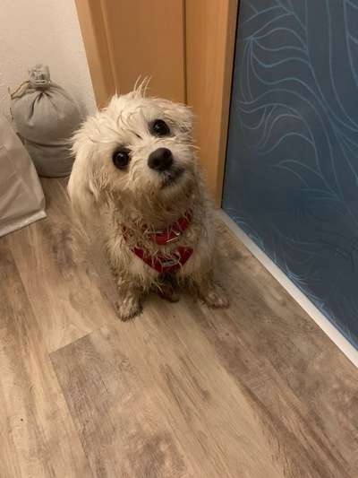 Die Dogorama Wochen Challenge: “Regenspaziergänge"-Beitrag-Bild