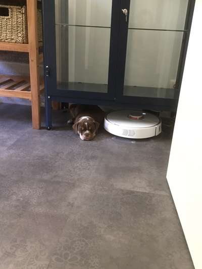 Welpen Bilder !-Beitrag-Bild