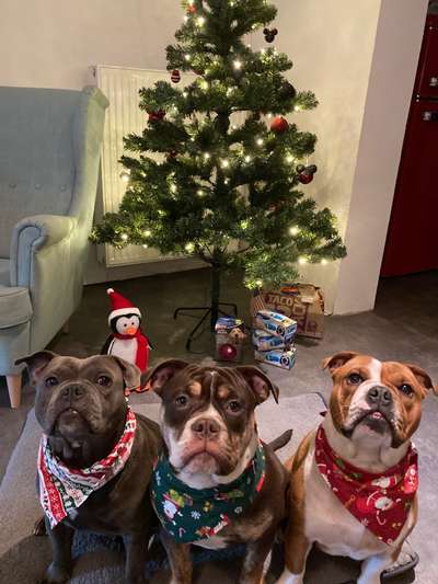 Weihnachtsfoto Aktion!-Beitrag-Bild