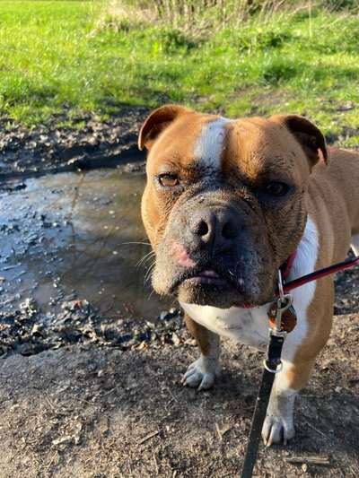 Dogorama-Monats-Challenge-Mai "Wasser"-Beitrag-Bild