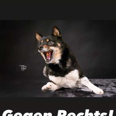 Tierfotografen-Phantasitsch Photographie-Bild