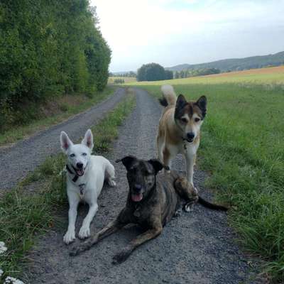 Hundetreffen-Suchen Gassigesellschaft-Bild