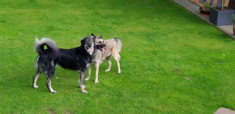 Mehrere Hunde zuhause !-Beitrag-Bild