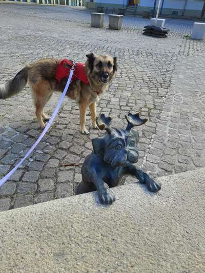 Challenge 41 - Mein Hund im Urlaub-Beitrag-Bild