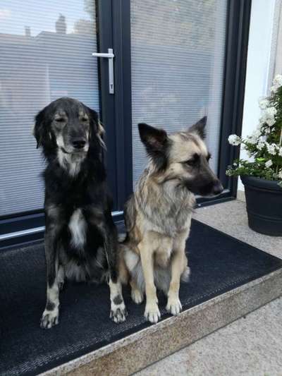 Schäferhund-Fans?-Beitrag-Bild