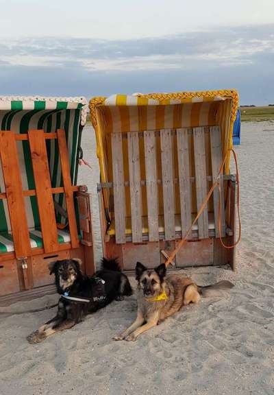 Wo habt ihr eure Hunde her ?-Beitrag-Bild