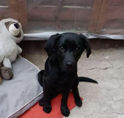 Hundetreffen-Suche Spielpartner für unseren 17 Wochen alten LabradorWelpen-Bild