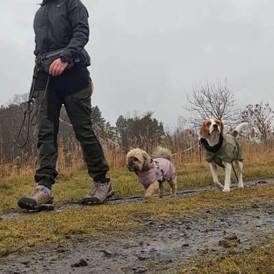 Hundetreffen-Gassirunde-Bild