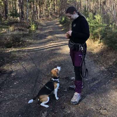 Hundetreffen-Gassirunde-Bild