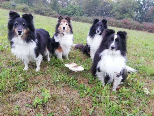 Dogorama Photo Challenge - Pilze-Beitrag-Bild