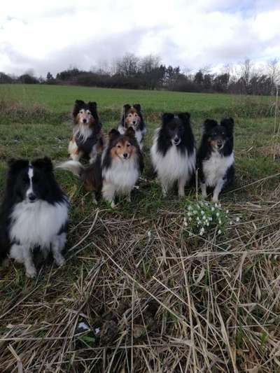 Dogorama Photo Challenge - die ersten Frühjahrsblumen-Beitrag-Bild