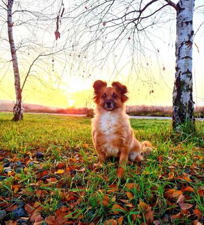 Die Dogorama Kalender Challenge 4/4-Beitrag-Bild