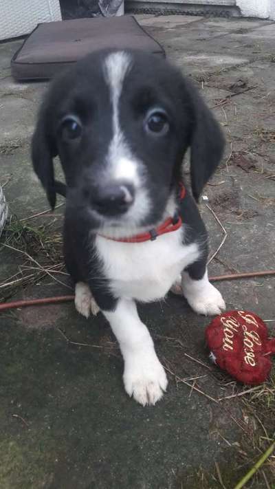 Welpen Bilder !-Beitrag-Bild