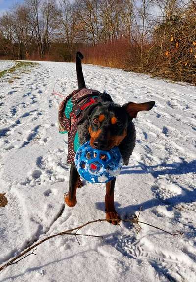 Liebhaber des Deutschen Pinscher gesucht.-Beitrag-Bild