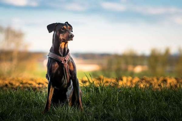 Liebhaber des Deutschen Pinscher gesucht.-Beitrag-Bild