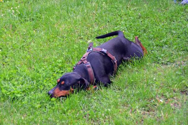 Liebhaber des Deutschen Pinscher gesucht.-Beitrag-Bild