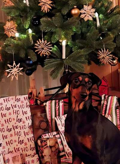 Liebhaber des Deutschen Pinscher gesucht.-Beitrag-Bild