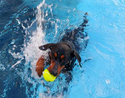 Liebhaber des Deutschen Pinscher gesucht.-Beitrag-Bild