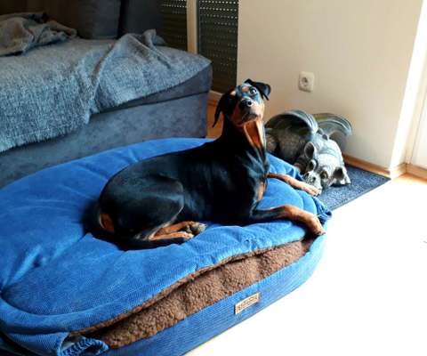 Liebhaber des Deutschen Pinscher gesucht.-Beitrag-Bild