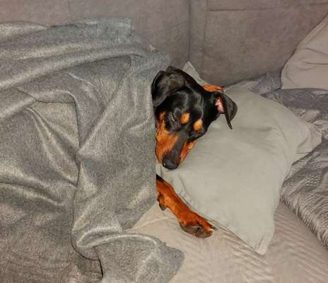 Liebhaber des Deutschen Pinscher gesucht.-Beitrag-Bild