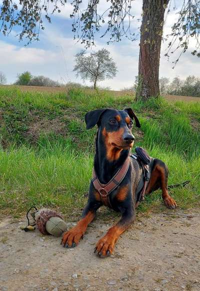 Liebhaber des Deutschen Pinscher gesucht.-Beitrag-Bild