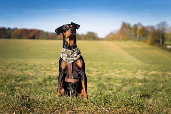 Liebhaber des Deutschen Pinscher gesucht.-Beitrag-Bild
