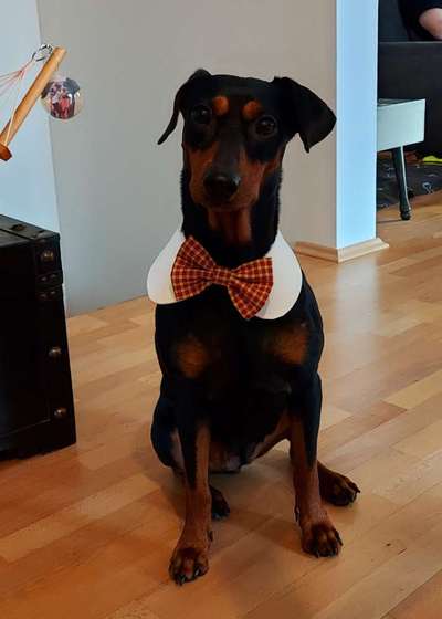 Liebhaber des Deutschen Pinscher gesucht.-Beitrag-Bild