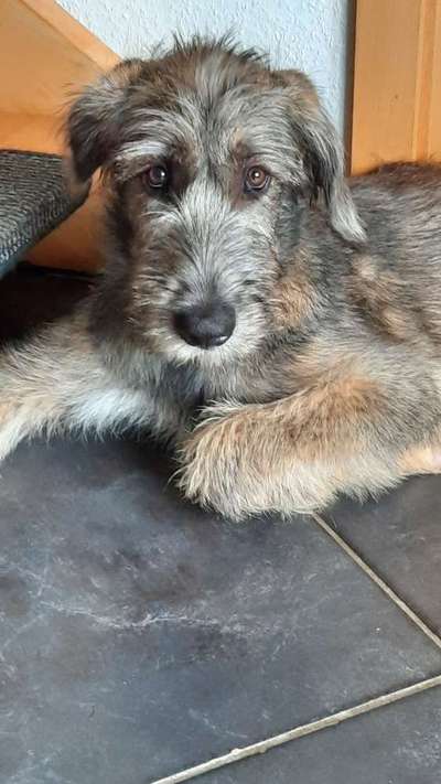 Windhundtreffen - PLZ-Beitrag-Bild