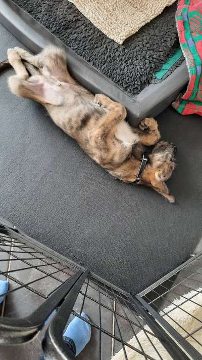 Welpen Bilder !-Beitrag-Bild