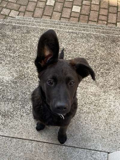 Dogorama Photo Challenge - Be my valentine-Beitrag-Bild