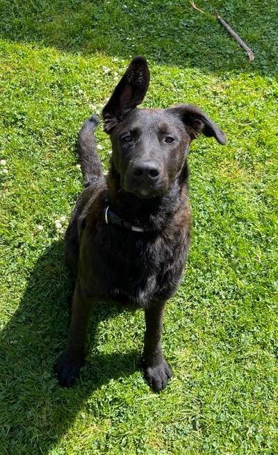 Schäferhund-Beitrag-Bild