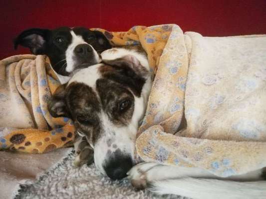 Auslandstierschutz-Beitrag-Bild