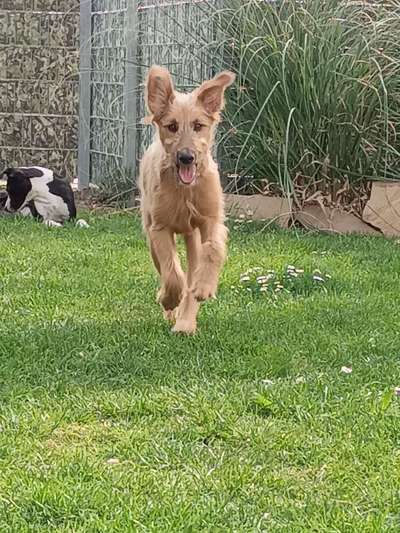 Tierschutzhunde suchen ein Zuhause-Beitrag-Bild